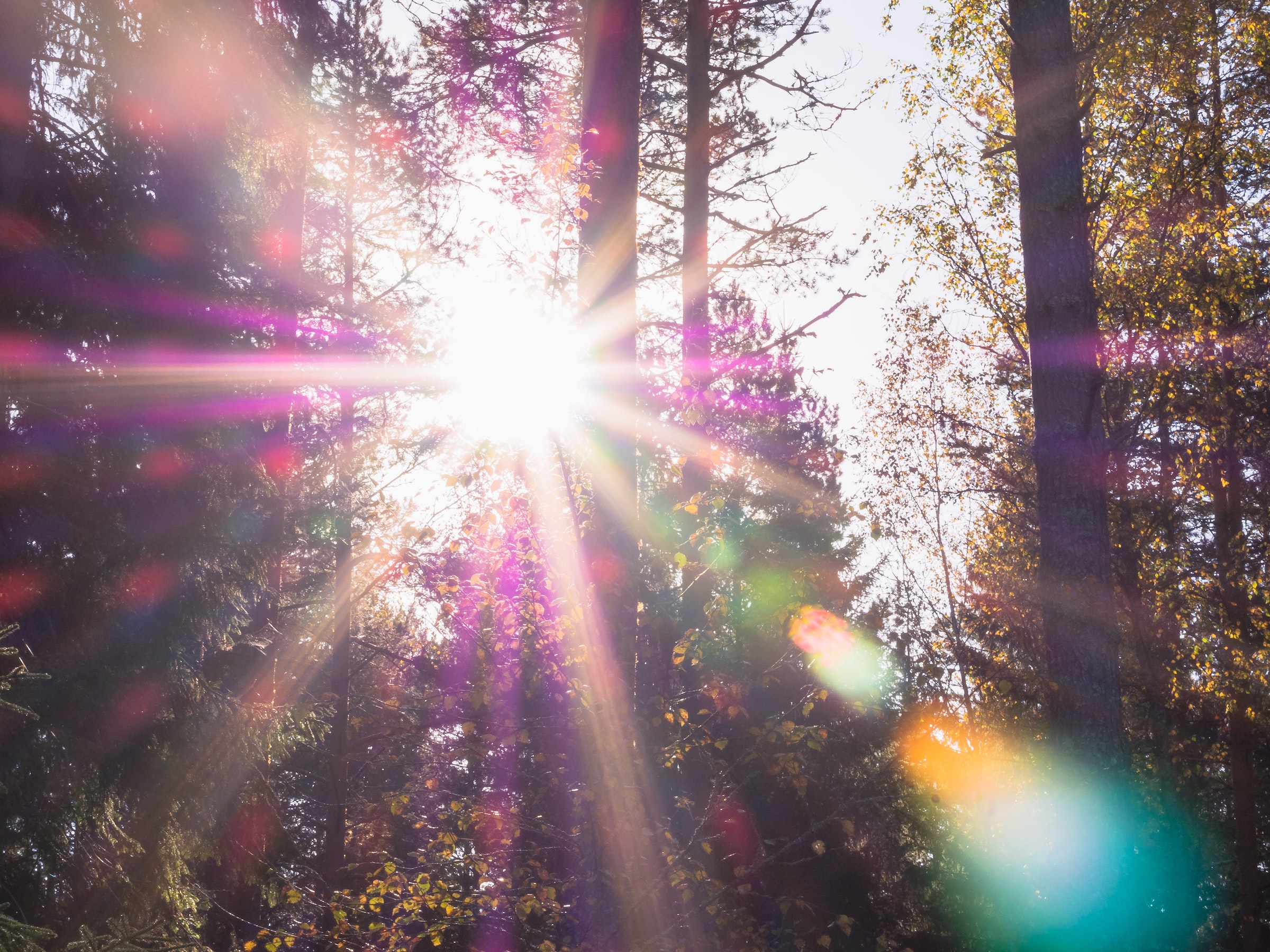 Serene forest with sunlight